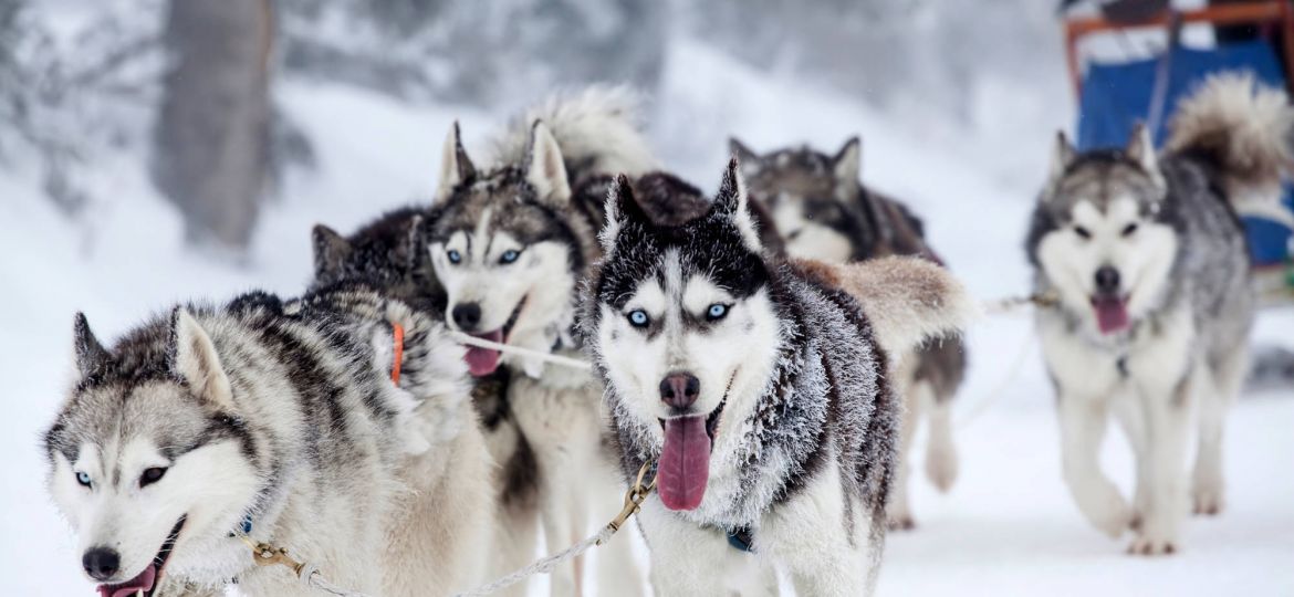 enthusiastic-team-of-dogs